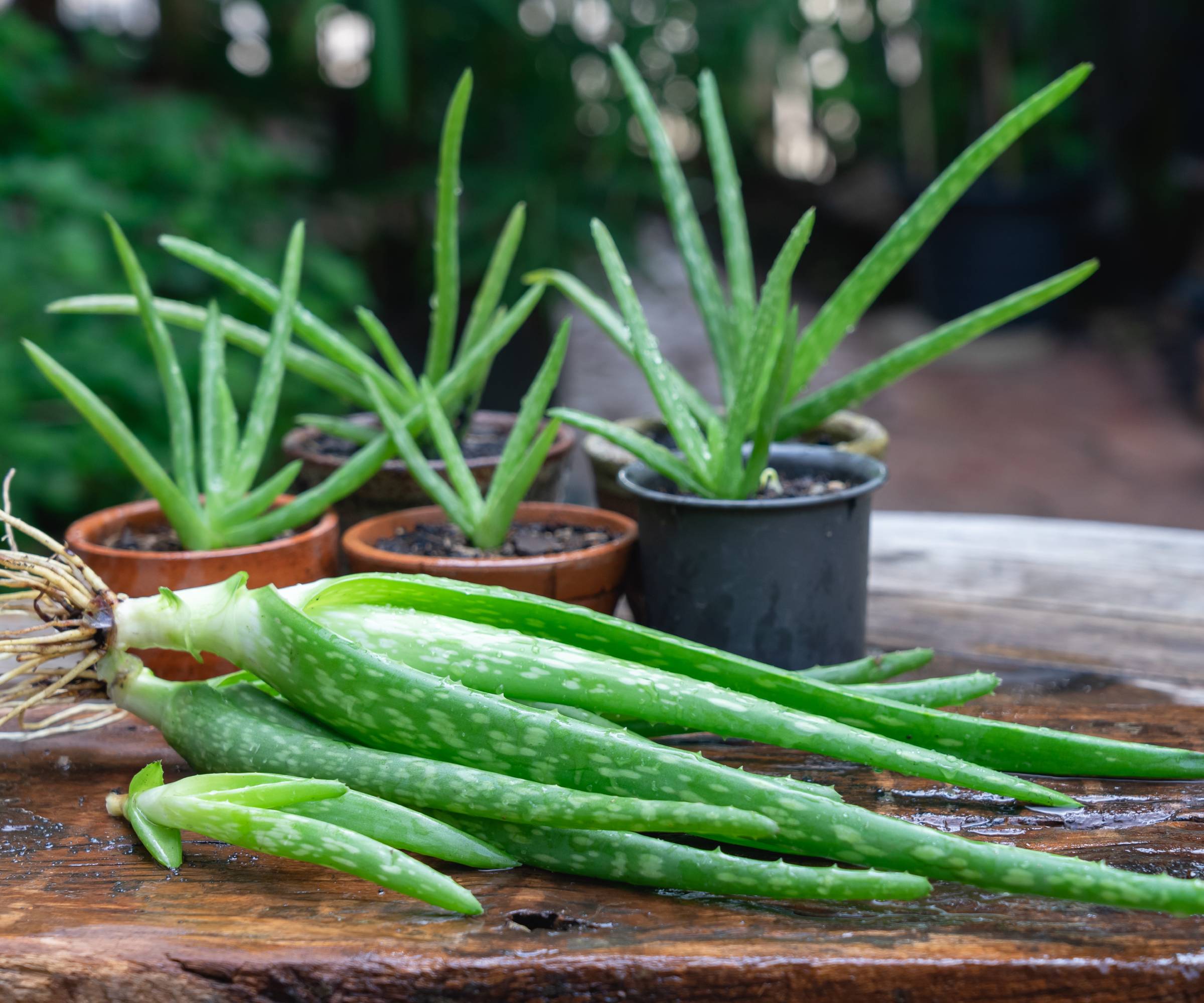 Small aloe plants and separated rooted pups.