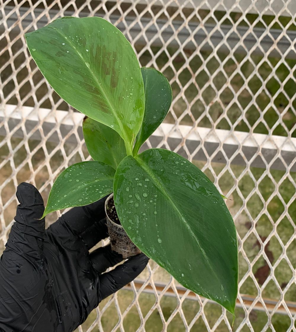 A hand holding a small banana starter plug.