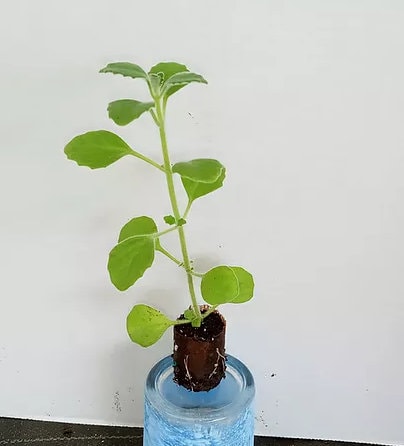 A small Cuban oregano cutting in a soil plug.