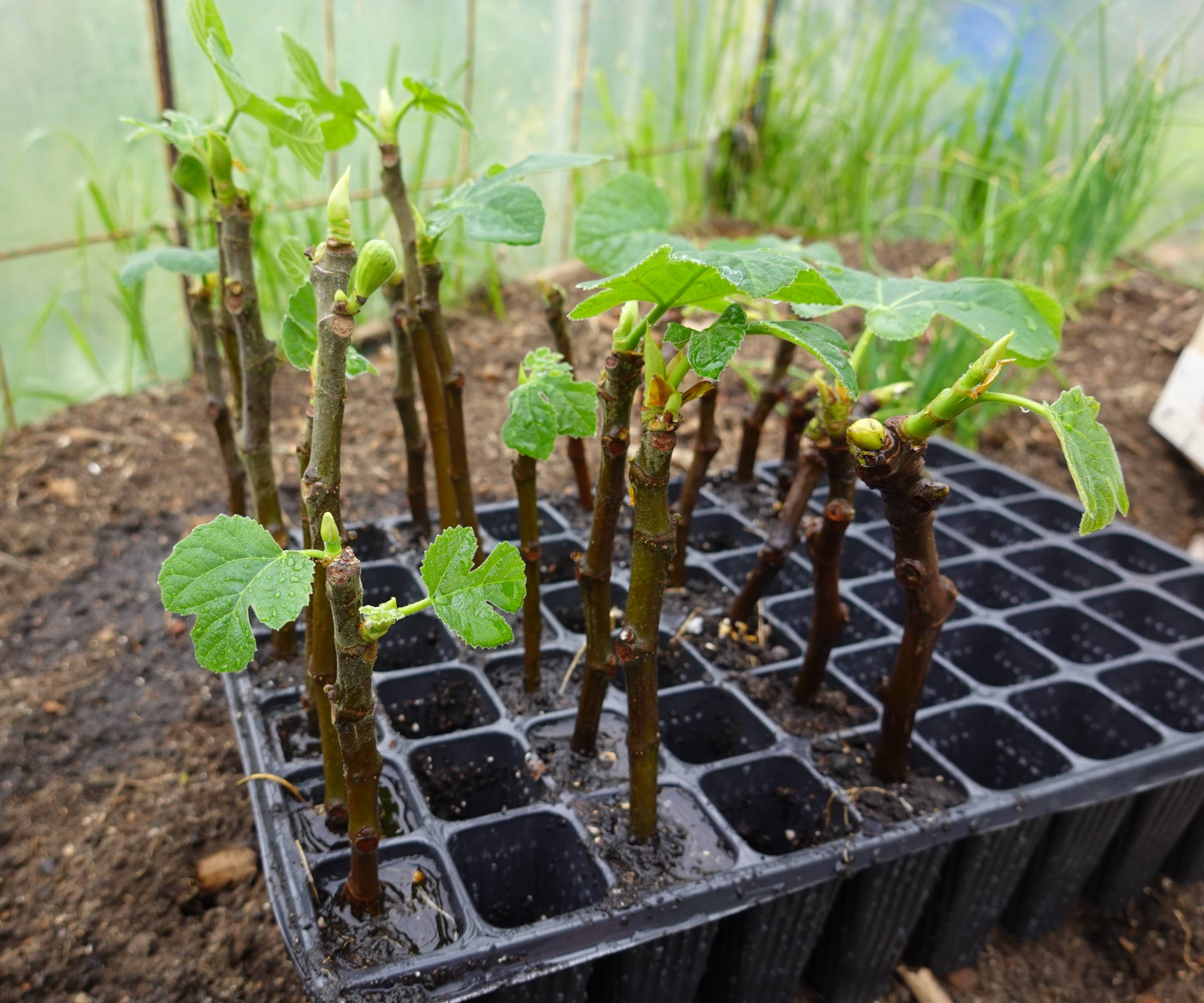 Fig cuttings with newly emerging leaves in a propagation tray.