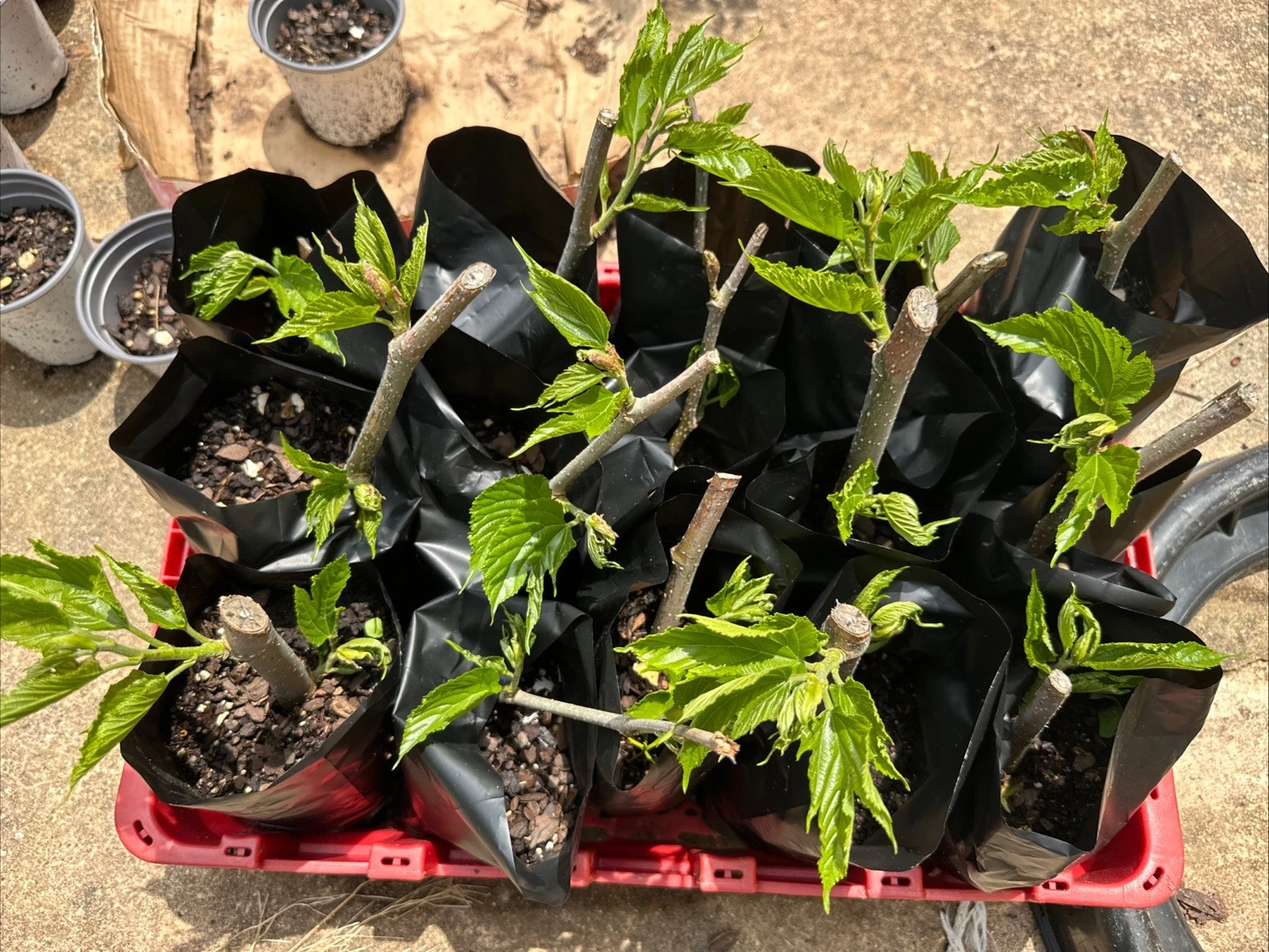 Small mulberry cuttings with fresh leaf growth in nursery bags.