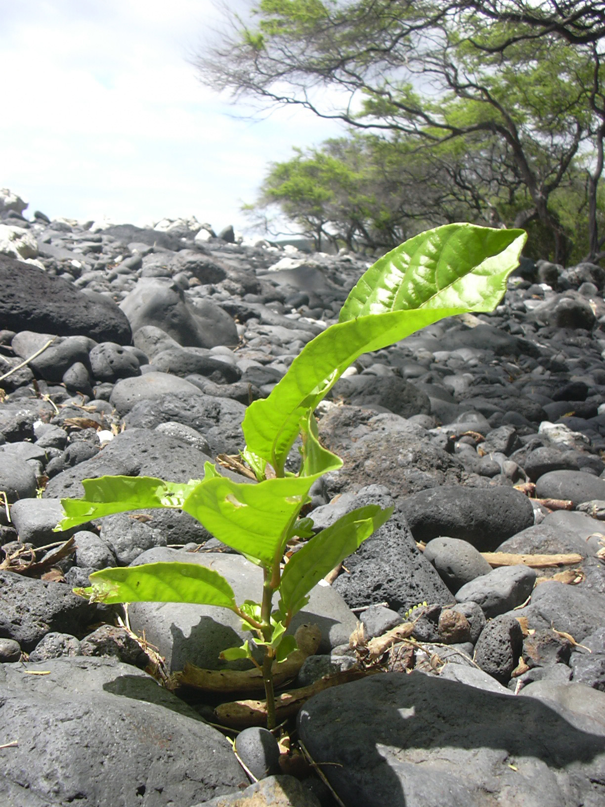 A small passion-fruit seedling with a few leaves.