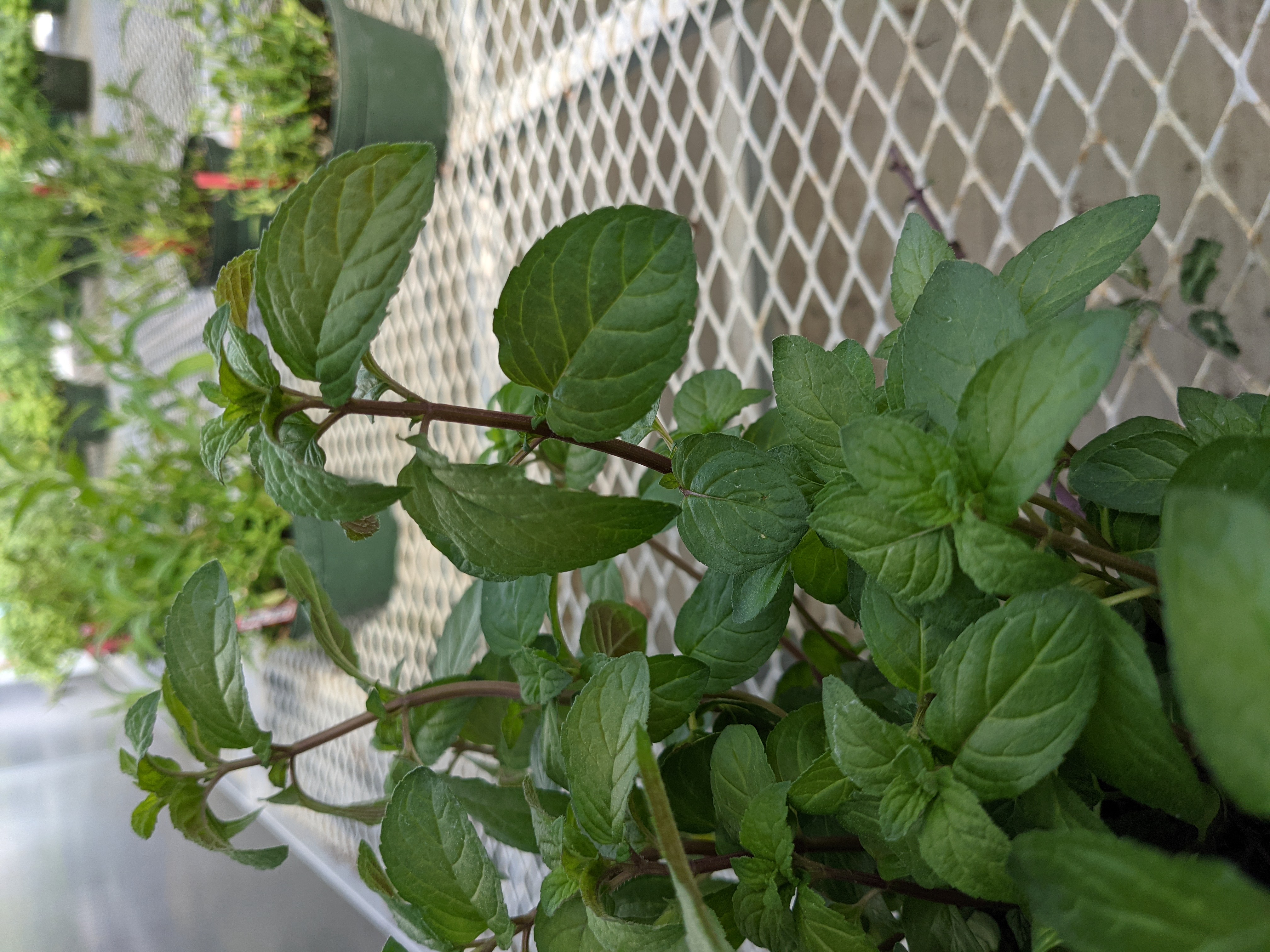 Leafy peppermint stems in a nursery pot.