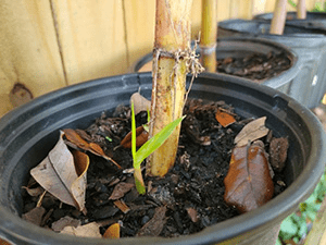 A tiny sugarcane shoot beside its parent cane in a pot.