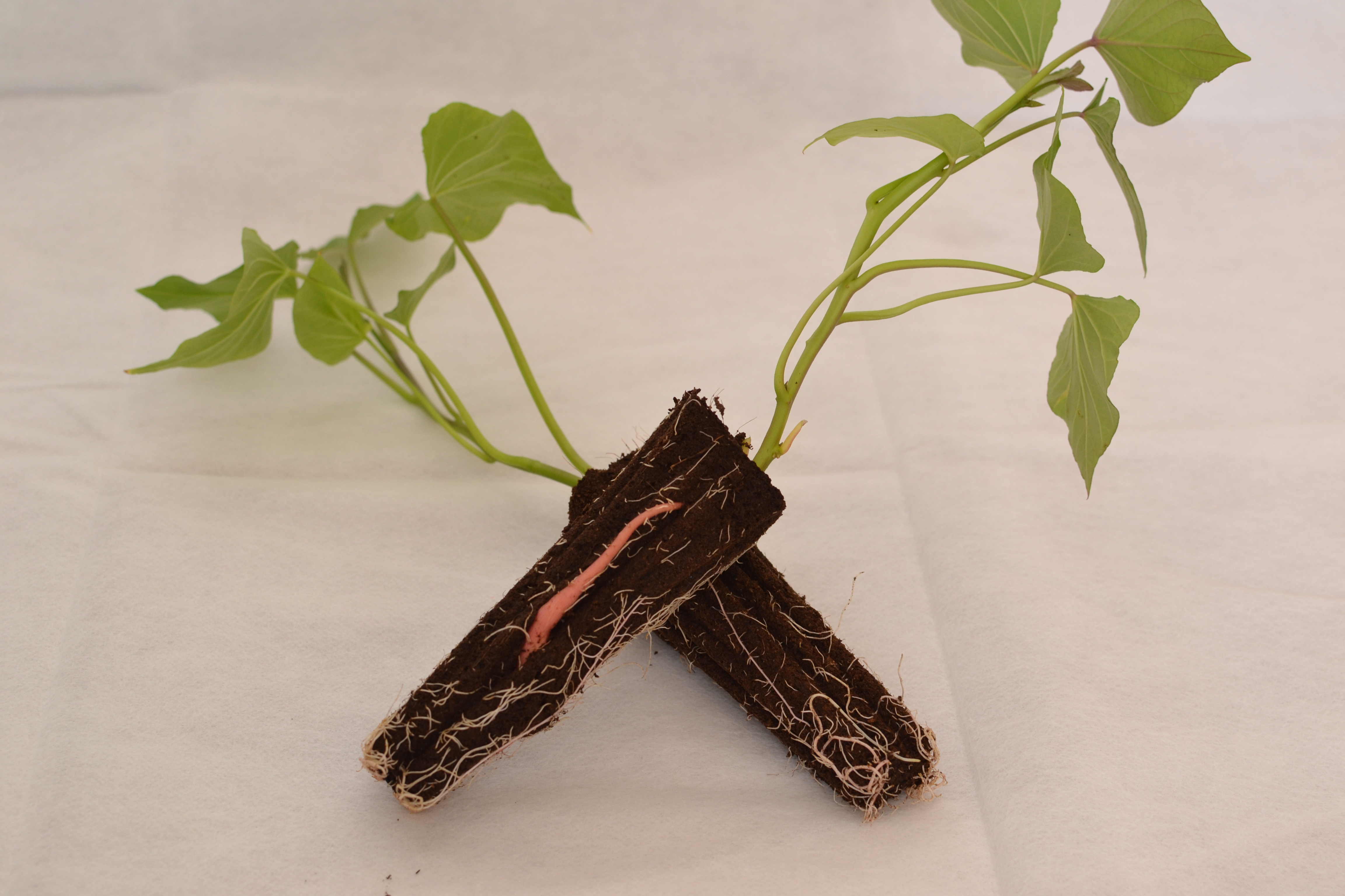 Two small sweet-potato slips with roots in soil plugs.