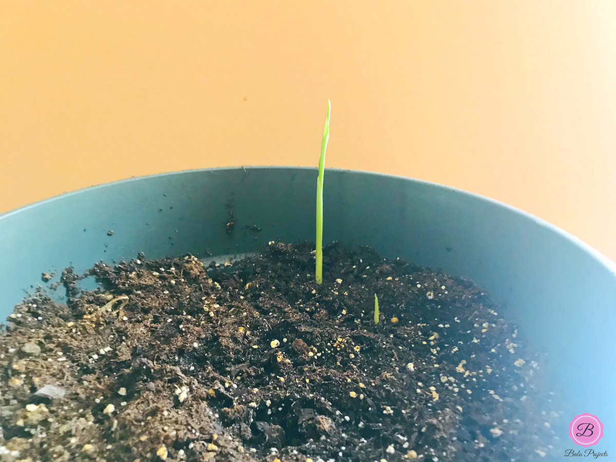 Tiny turmeric shoots emerging from potting soil.